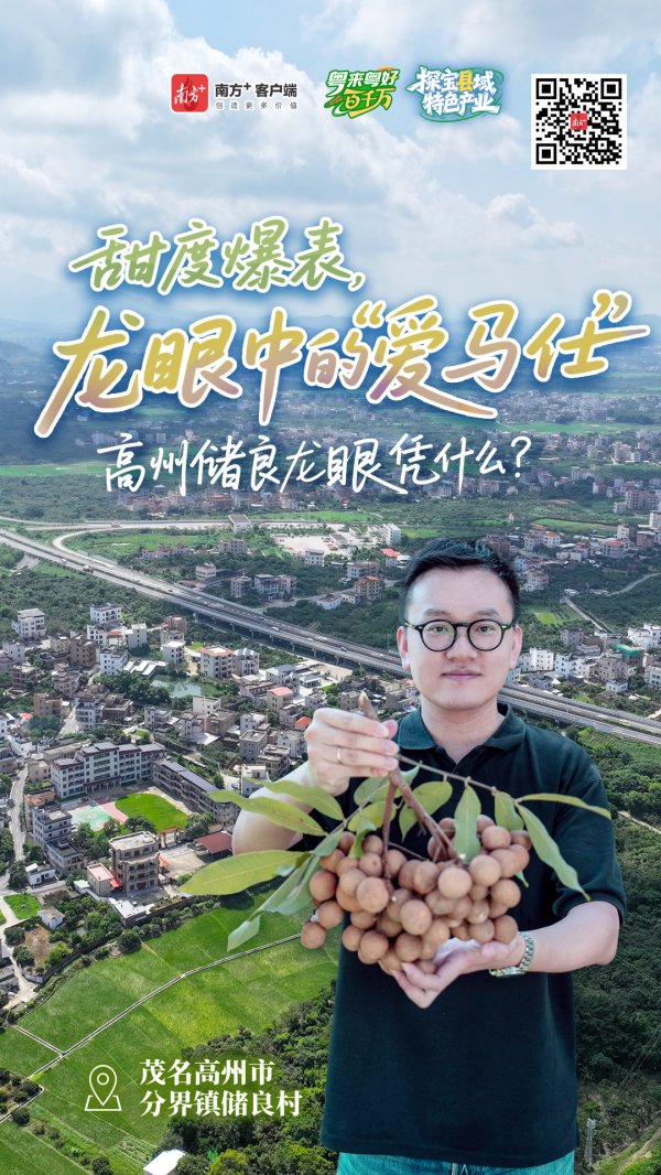 胜宇配资 龙眼中的“爱马仕” ，高州储良龙眼有何不同？｜粤来粤好百千万